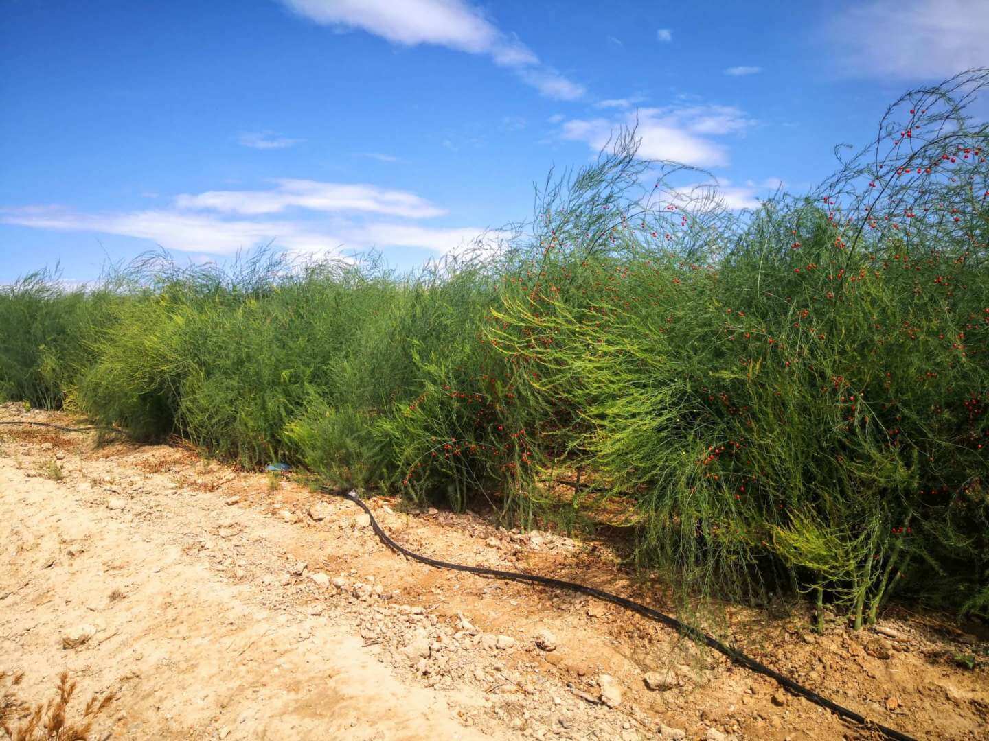 transformación digital en agricultura transformación digital en agricultura